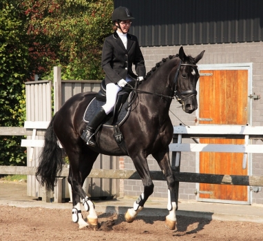 concours de dressage Trappes Vignette